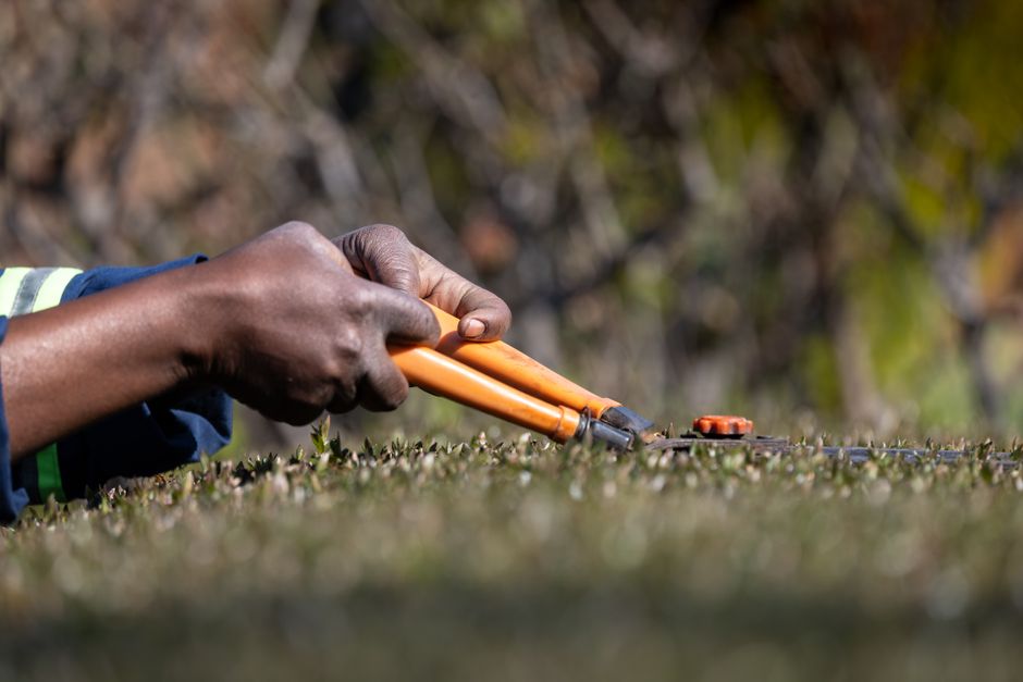 Close-up of a gardener's hands using orange-handled pruning shears to trim a low hedge in a garden. The hedge consists of small, dense green leaves, and the trimming action reveals fresh, cut foliage.