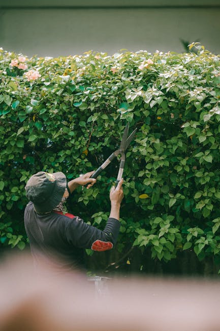 Close-up of a gardener's hands using orange-handled pruning shears to trim a low hedge in a garden. The hedge consists of small, dense green leaves, and the trimming action reveals fresh, cut foliage.